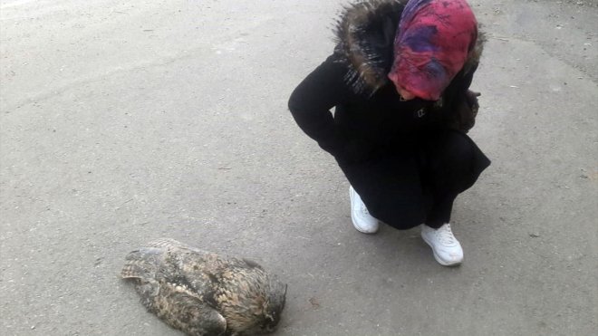 Arapgir'de soğuktan donarak ölmüş baykuş bulundu