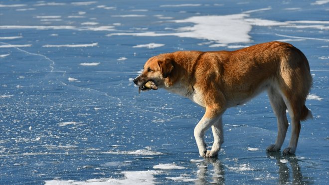 ARDAHAN - Buzla kaplı göl üzerindeki test sürüşüne sporcular da patenle eşlik etti1