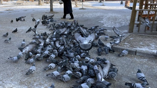Termometrelerin sıfırın altında 25'i gösterdiği Ardahan'da esnaf güvercinleri besledi