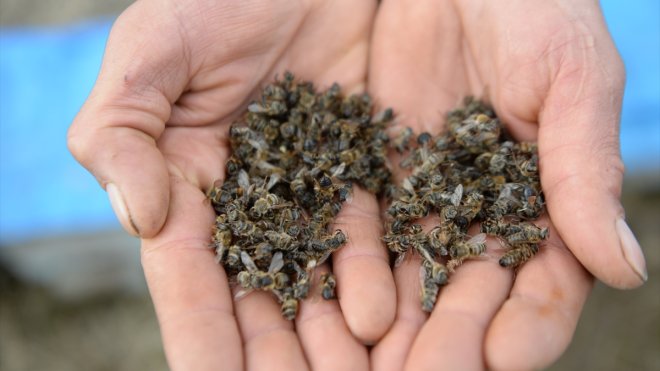 Bingöl'de kuraklığın bal üretimini düşürmesinden endişe ediliyor