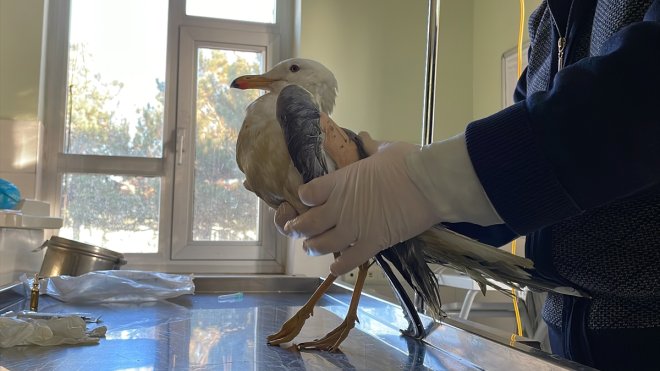 Elazığ'da hasta martı tedavi altına alındı