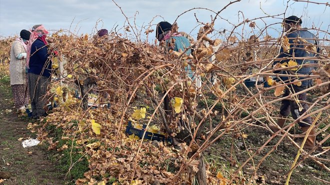 Elazığ'da üstü brandayla kapatılan üzüm bağlarında hasat kışın da yapılıyor