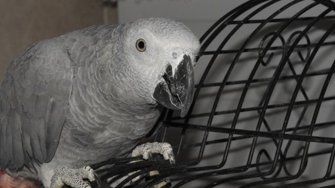 Erzurum'da bulunan Afrika gri papağanı koruma altına alındı