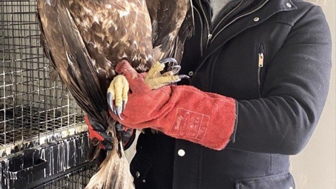 Erzurum'da yaralı bulunan kaya kartalı tedaviye alındı