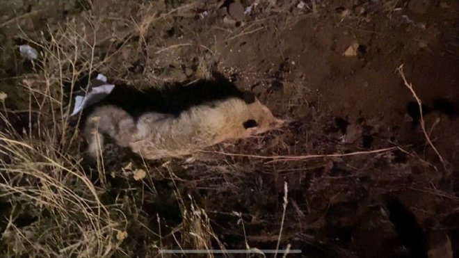 Erzurum'da yaralı halde bulunan tilki tedavi altına alındı