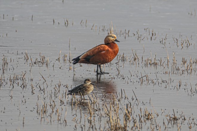 kuşlara alanlar havalar soğuyunca kaldı - sulak eteklerindeki Ağrı IĞDIR Dağı yerel 11