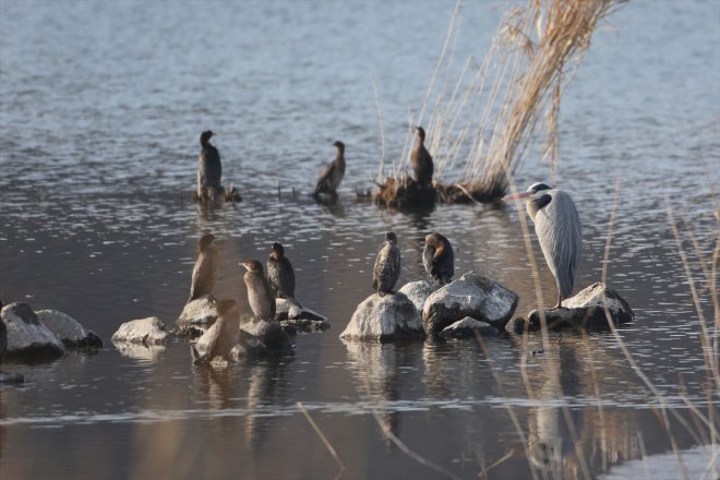 eteklerindeki soğuyunca IĞDIR - sulak Ağrı alanlar kuşlara havalar kaldı Dağı yerel 12