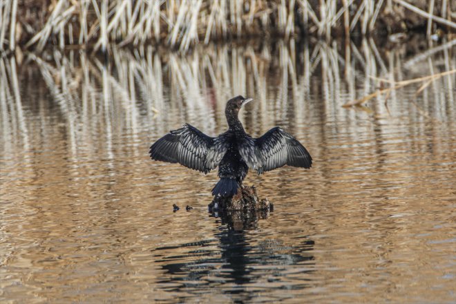 Ağrı kaldı IĞDIR eteklerindeki sulak soğuyunca - havalar yerel Dağı alanlar kuşlara 13