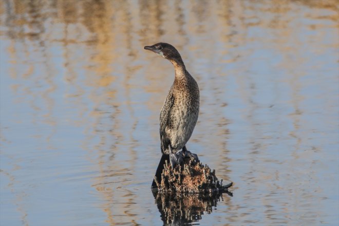 soğuyunca havalar Ağrı sulak kaldı kuşlara eteklerindeki Dağı IĞDIR alanlar - yerel 14