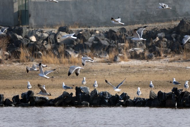 sulak havalar soğuyunca alanlar kuşlara IĞDIR kaldı Ağrı - eteklerindeki Dağı yerel 15