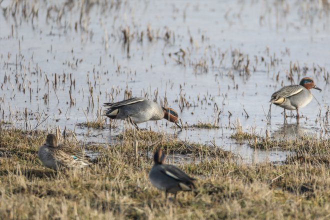 Dağı alanlar soğuyunca - havalar sulak Ağrı eteklerindeki kuşlara kaldı IĞDIR yerel 16