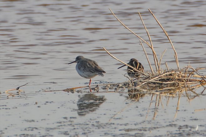alanlar Dağı yerel Ağrı IĞDIR sulak eteklerindeki kaldı havalar - soğuyunca kuşlara 6