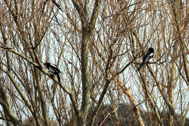 Dağı - alanlar kuşlara Ağrı yerel havalar soğuyunca IĞDIR sulak kaldı eteklerindeki 7