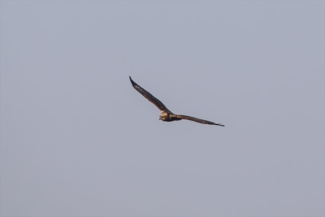 sulak Dağı IĞDIR alanlar havalar yerel Ağrı - soğuyunca kuşlara eteklerindeki kaldı 8