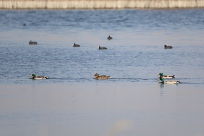 - IĞDIR eteklerindeki kuşlara havalar Ağrı soğuyunca yerel alanlar sulak Dağı kaldı 9