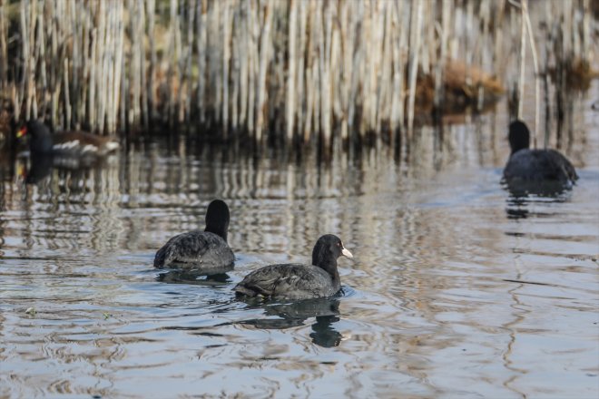 IĞDIR kaldı havalar sulak eteklerindeki alanlar Dağı yerel kuşlara Ağrı - soğuyunca 10
