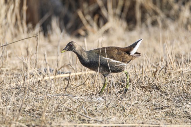 38 Karasu Dağı belirlendi kuş IĞDIR türünün Sulak Ağrı yaşadığı - kışın Alanı