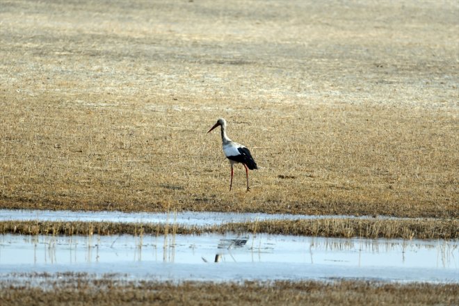 kuş Karasu türünün IĞDIR Sulak Dağı Alanı