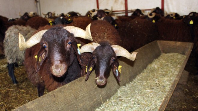 Morkaraman ırkı koyun sayısının artırılması için üniversitede çalışma yapılıyor