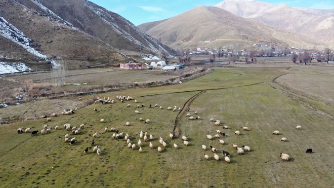 Kar kalınlığının geçen ocakta 2 metreyi aştığı Bitlis'te bu yıl hayvanlar hala merada