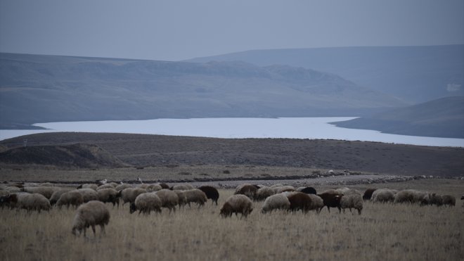 Kar yağmayınca besiciler yem masraflarından tasarruf için hayvanlarını meraya çıkardı1
