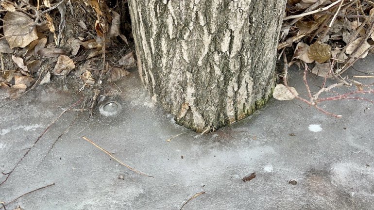 Kara hasret kalan Ağrı