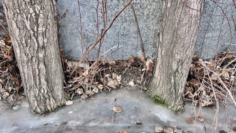 Kara hasret kalan Ağrı