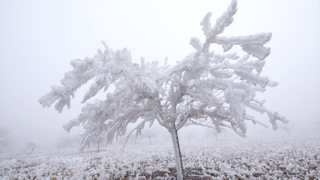 Kırağı Darende'de ağaçları beyaza bürüdü