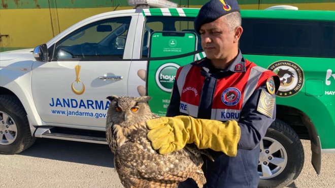 Malatya'da yaralı kulaklı orman baykuşu tedavi altına alındı