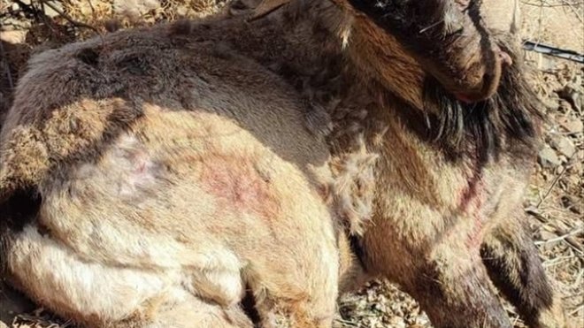Tunceli'de koruma altındaki yaban keçisini öldüren kaçak avcılar aranıyor