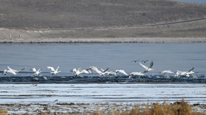 Van Gölü'nde konaklayan kuğular jandarmanın koruması altında