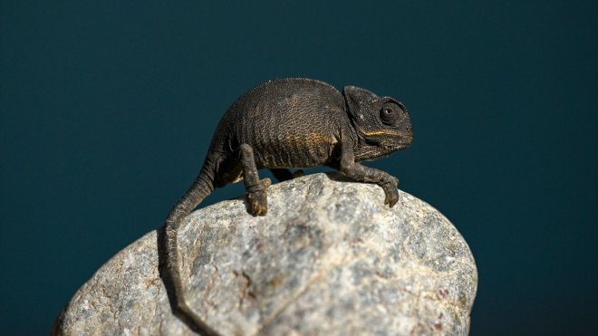 Van'da okulun deposunda bitkin halde bulunan bukalemun korumaya alındı