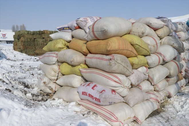 hayvanlar Besicilerden ot saman yardımı ve deprem - için bölgesindeki AĞRI 2