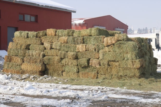 Besicilerden yardımı bölgesindeki ve için deprem - hayvanlar saman AĞRI ot 6