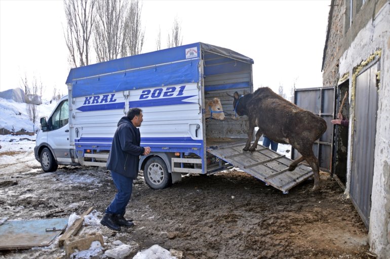 Ağrılı besiciler depremzedeler için büyükbaş hayvan bağışladı6