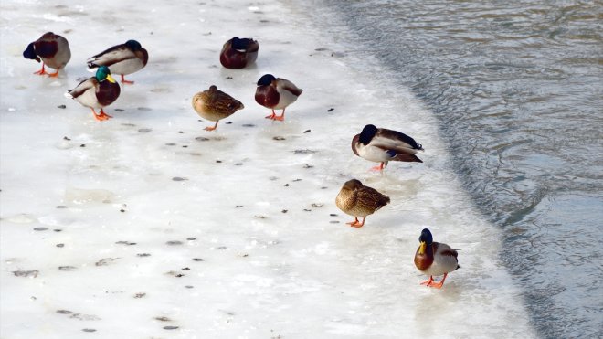 Doğu Anadolu'da gece en düşük sıcaklık eksi 26 dereceyle Ardahan'da ölçüldü