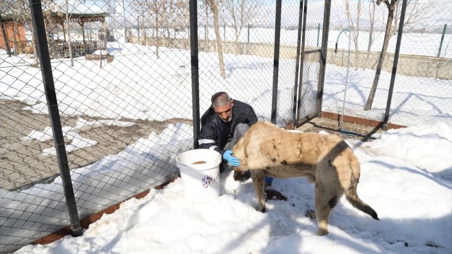 Bingöl'de yaralı köpeğe belediye ekipleri sahip çıktı