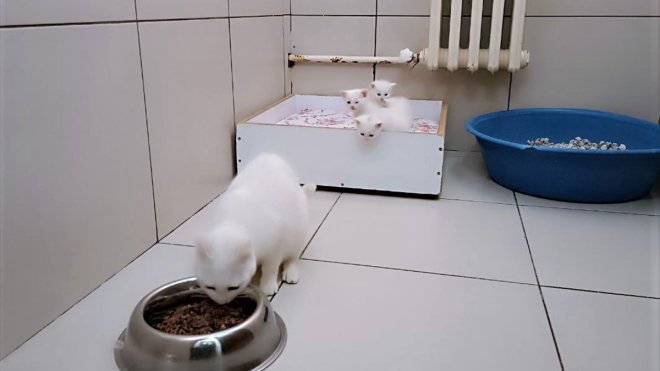 Depremzedelerin kedileri Van'daki Kedi Villası'nda misafir ediliyor