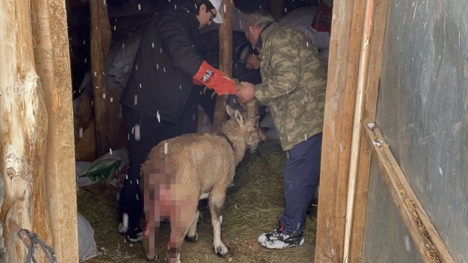 Erzincan'da yaralı yaban keçisi ekiplerin seferberliğiyle tedaviye alındı