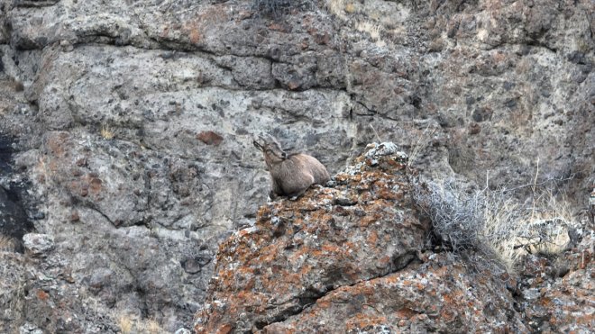 Erzurum'da yaban keçileri sürü halinde havadan görüntülendi