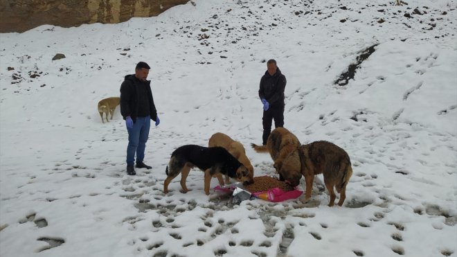Hakkari'de sahipsiz hayvanlar için bazı noktalara yiyecek bırakıldı