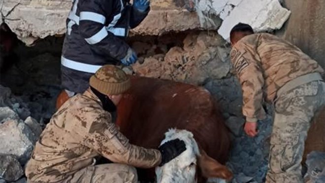 Malatya'da jandarma ekipleri enkaz altında kalan 2 büyükbaş hayvanı kurtardı