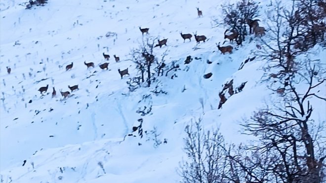 Malatya'da yiyecek arayan dağ keçileri görüntülendi