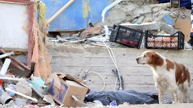 Malatyalı depremzede, av köpeği "Alex" ile kurtarma çalışmalarına katılıyor