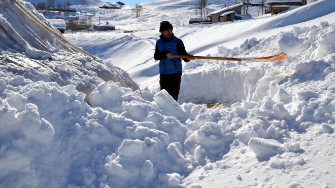 Muş'ta besiciler hayvanlarını besleyebilmek için kar örtüsünü eziyor