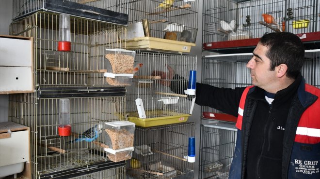 SİVAS - Depremzede arkadaşlarının emaneti 103 kuşu atölyesinde besliyor1