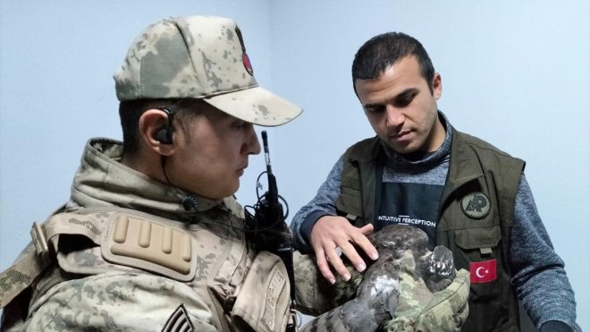 Tunceli'de jandarmanın bulduğu yaralı atmaca tedaviye alındı