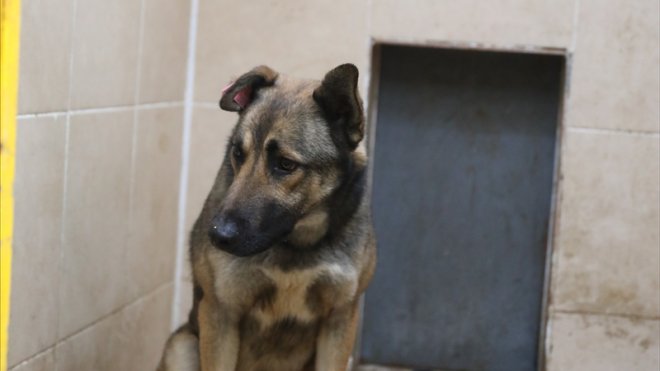 Van'da 9 yaşındaki çocuğun ölümüne neden olan köpek barınakta tutuluyor