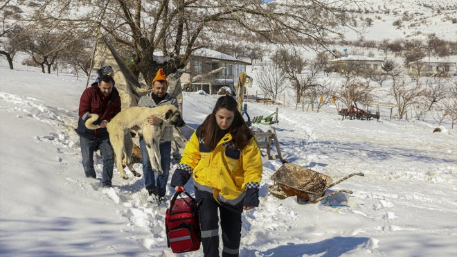 Van'dan Malatya'ya giden ekipler enkazdan çıkan yaralı hayvanları tedavi ediyor
