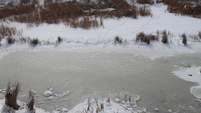 Sulak alanlardaki su kaybı kuşların yaşam alanlarını tehdit ediyor